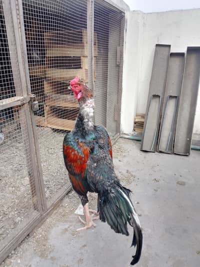 Hint Aseel 16 Maa Age He