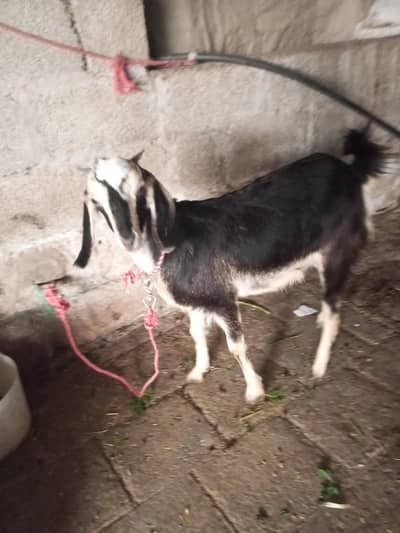 Goat for sale
