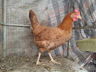 hen for sell ready to lay eggs