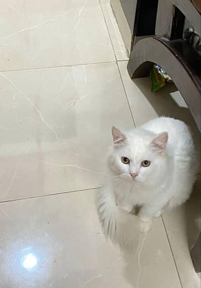 white male Persian cat for sale