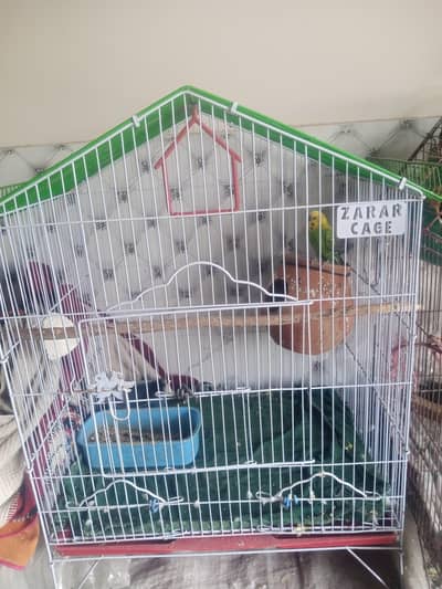 pair Australian parrot, chick and cage