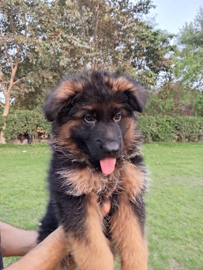 Pedigree german shepherd puppies