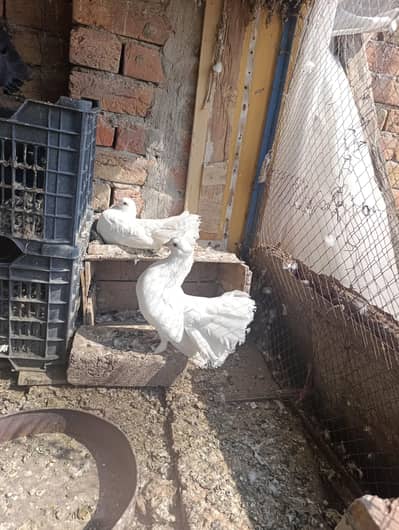 sarzhi white lucky black lacka