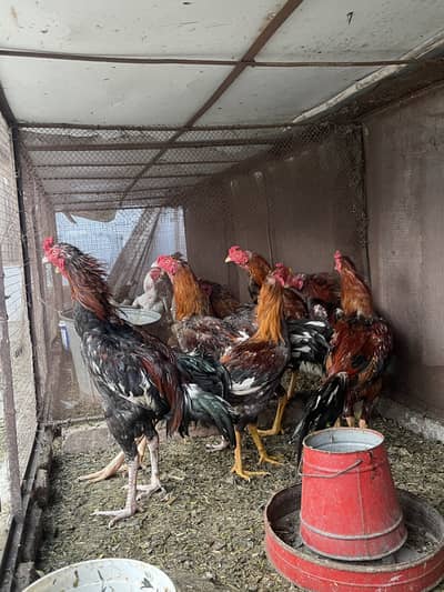 Aseel murghy for sale