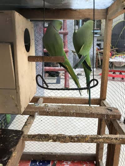 parrot for sale hand tame full flying