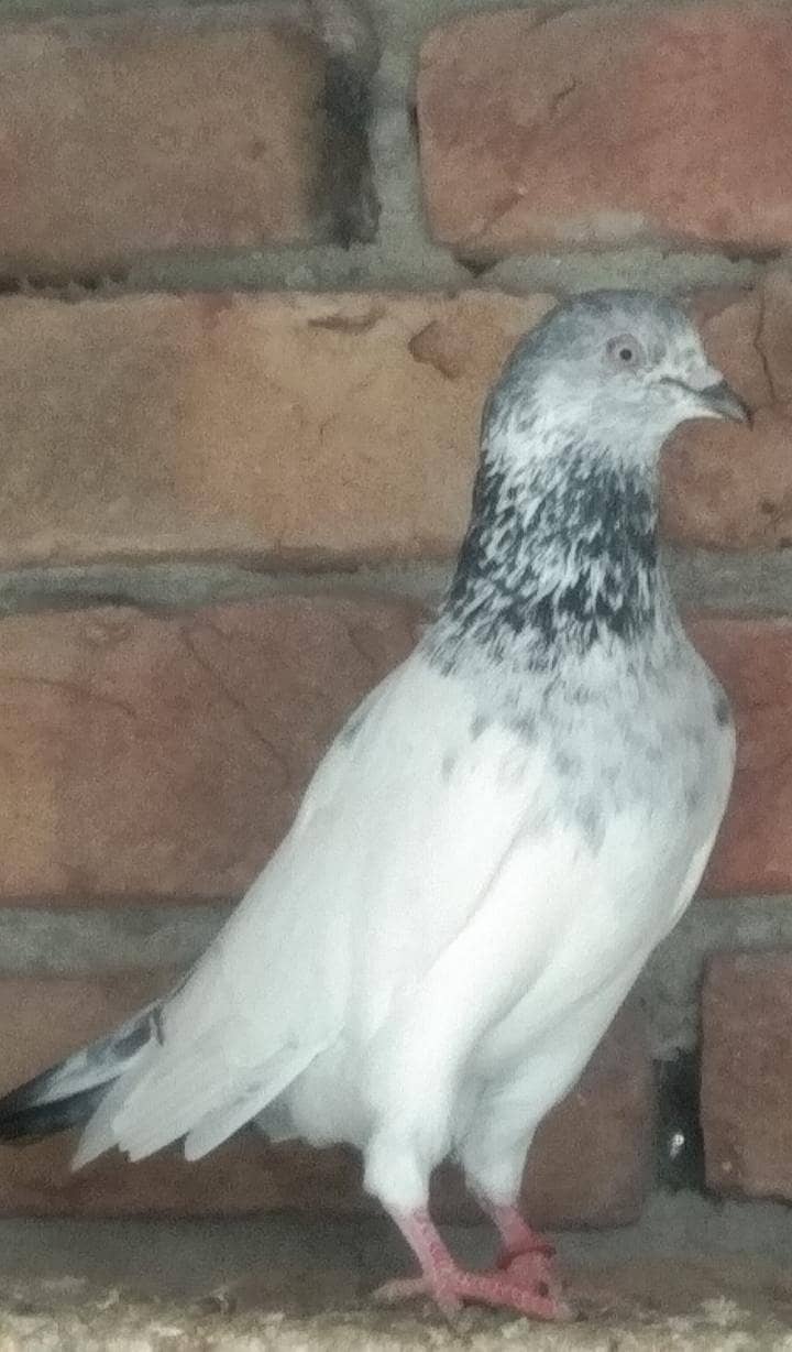 فیروز پوری کراس بچے فار سیل 4