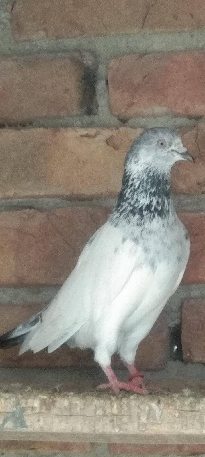 فیروز پوری کراس بچے فار سیل 5