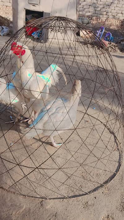 Heera aseel traio set available 03368482314