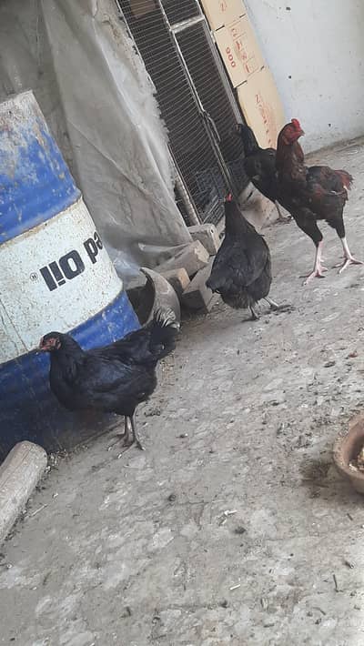 1 cock with 3 hens