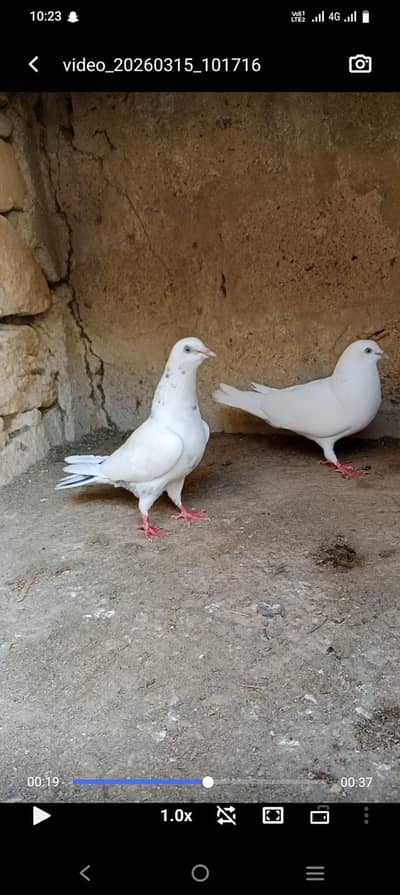 pati wala fresh jora