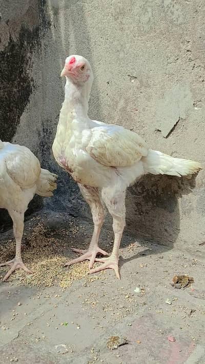 Aseel heera pure white