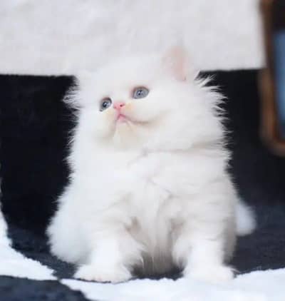 Persian female kitten for sale WhatsApp number 0313-49-37-460