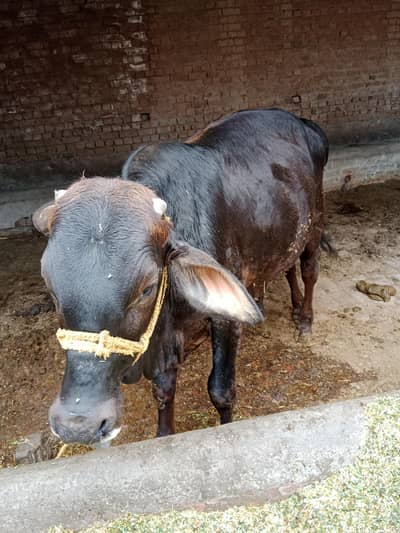 pure sahiwal bachada acchi growth weight 180kg