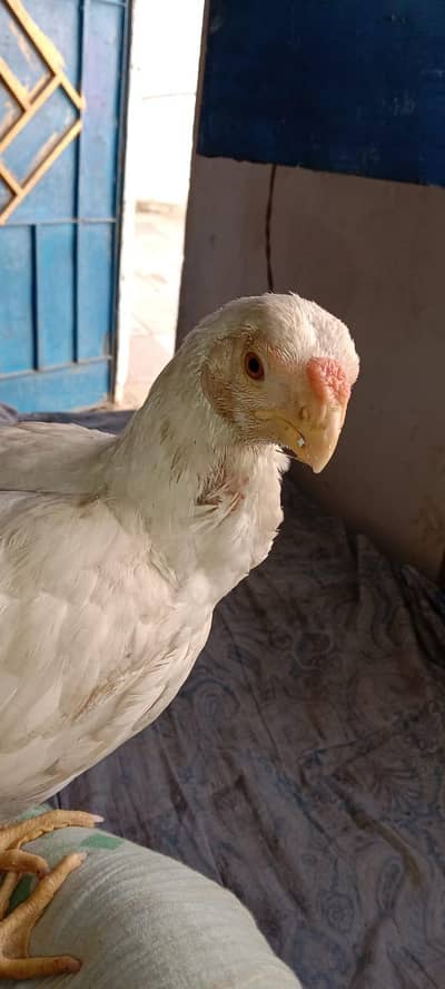 Parrot Beak 2 Chicks age2.5 Month For sal location Karachi Orangi town