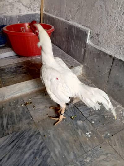 Heera aseel  for sale  3 pieces