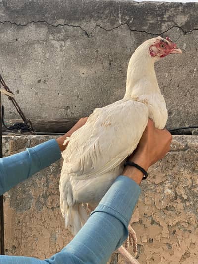 aseel/hen aseel/murgi aseel/chicks heera/aseel white/hen aseel/murga