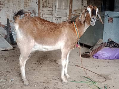 bakri for sale