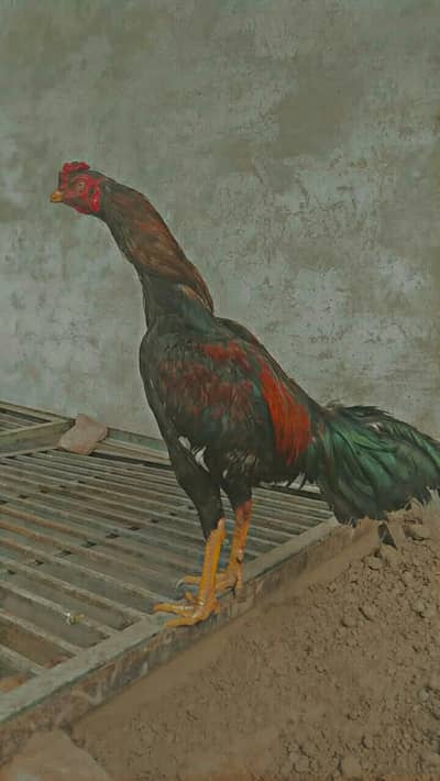 BEST QUALITY MIANWALI ASEEL