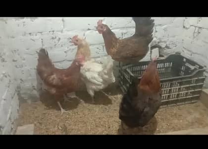 Golden Misri hens available.