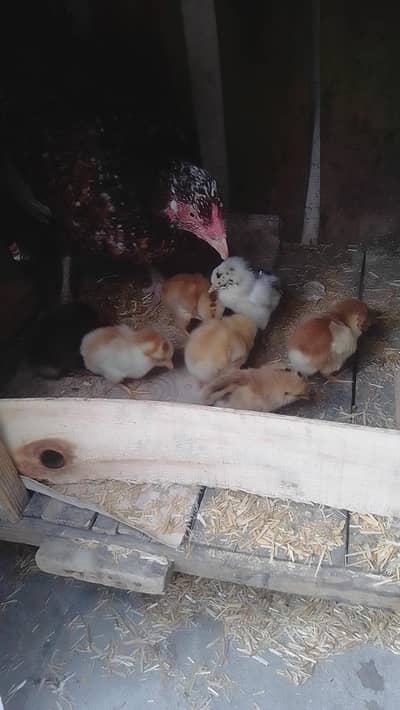 Mianwali female and 7 chicks 03024894247