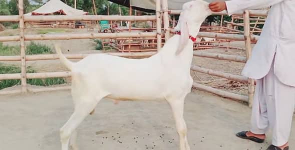 Bakra qurbani ke liye for sale call me+03460421993