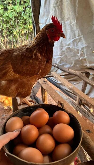 Native Egg Hen Full Active