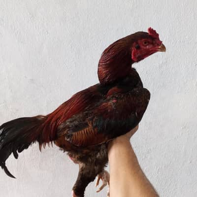 sindhi aseel for sale