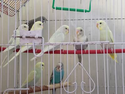 Budgies Parrots for Sale – Crested × TCB Pair Available