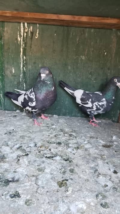 rampuri pair for sale 5000