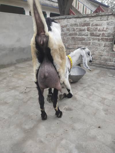 2.5 kg dodh with baby bakri for sale