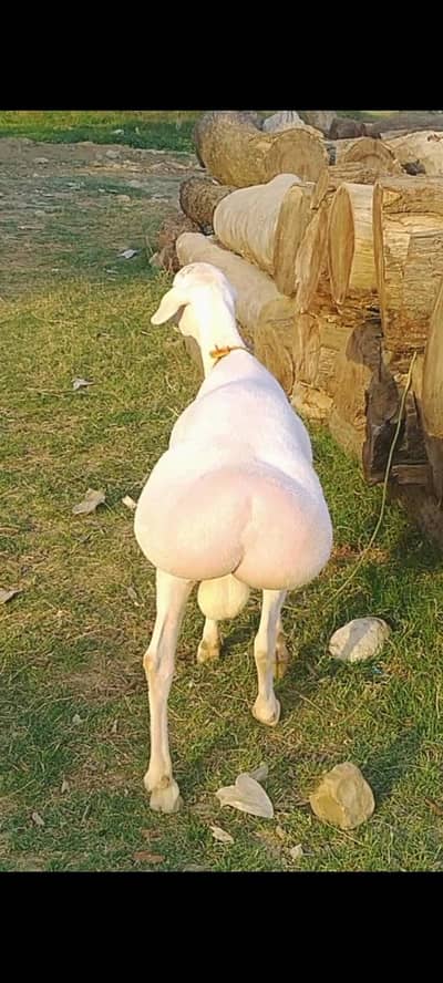 White Dumbh for sell Near PESHAWAR Zoo