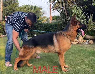 GERMAN SHEPHERD TOP  BLOODLINE PUPS