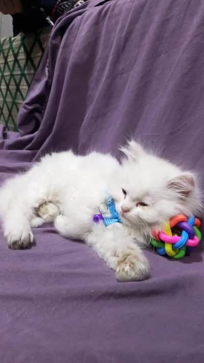 Persian kitten healthy n active MashALLAH