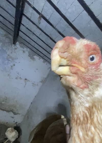 Parrot beak Indian parrotbeak /parotbeak