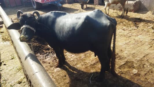 Bhans KO 8.5 months doodh dete ho gye hn