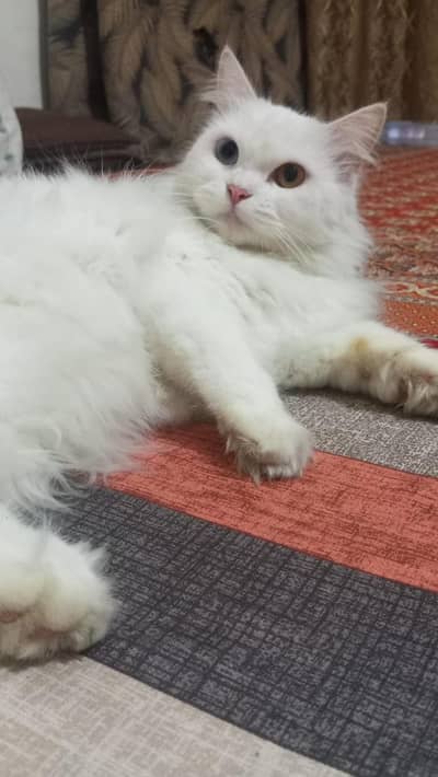 Purebred  triple-coated persian cat  !!!