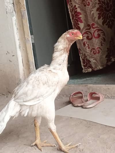 parrot big female for sale location Peshawar