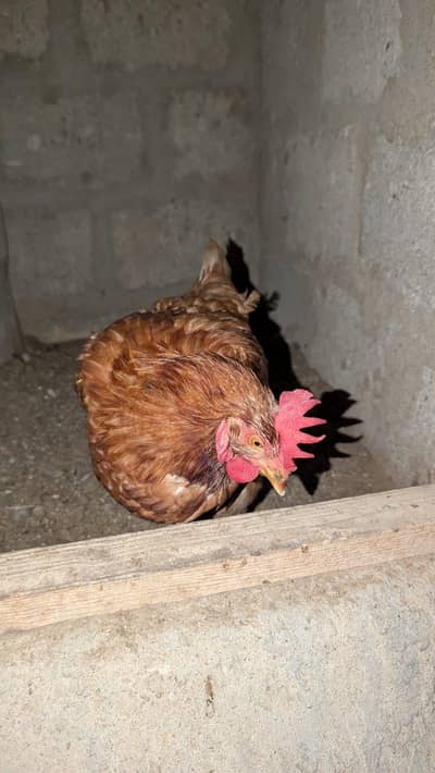 Lohmann Brown Hen Sale