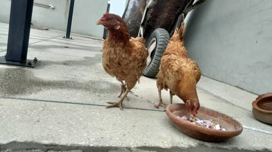 pure desi heathy and active hens