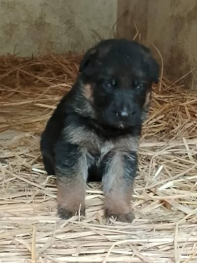 German Shepherd  Pair