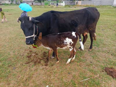 Original Jersi fresian cow | fresian cow home Breed | milking cow