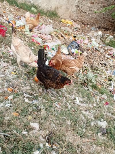 desi murghian aur aseel murgha