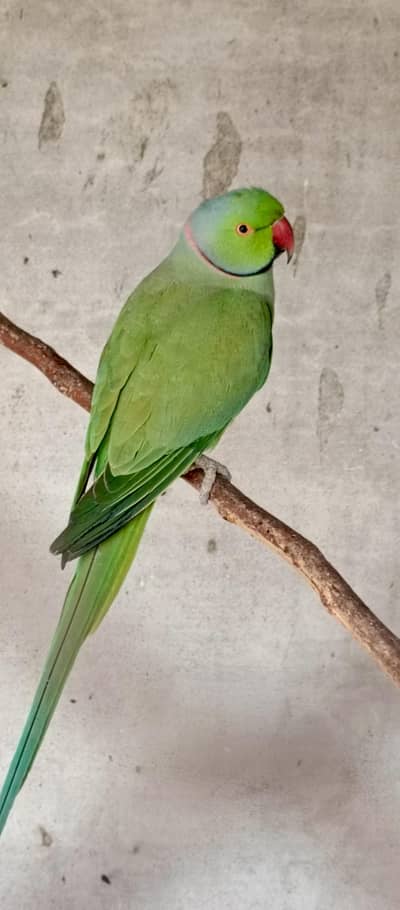 bredar tota 5 jore hai allah ka shokar hai harsall bache nikal rahy ha