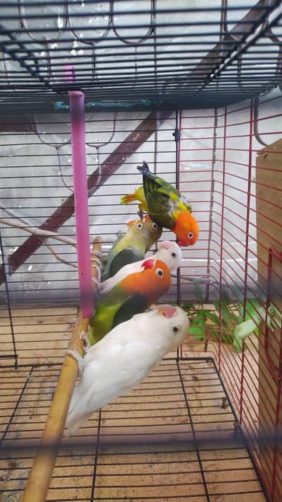 love bird breader pair for sell