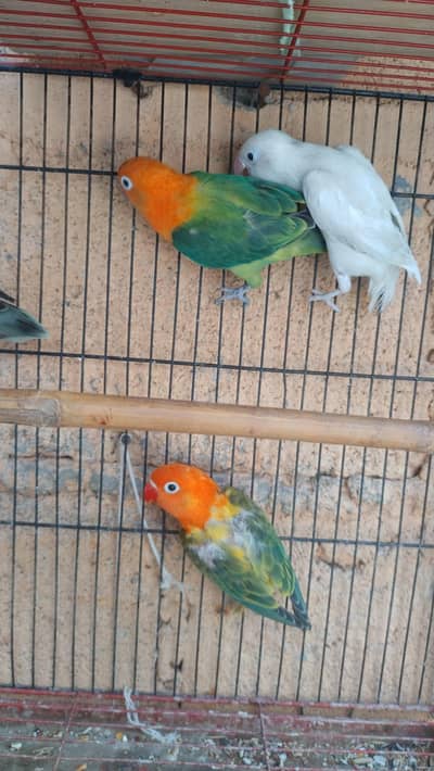love bird breader pair for sell