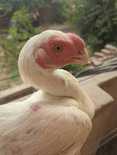 indian parrot beak aseel