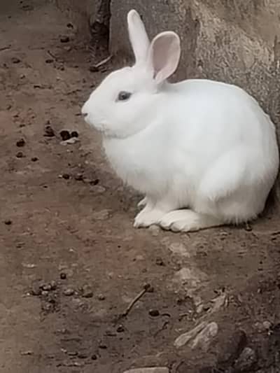 Rabbit for sale