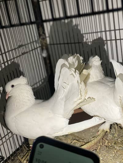 MashaAllah breeder pairs