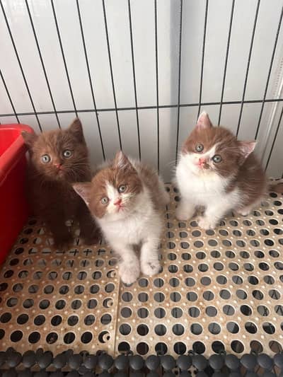 Persian good breed kittens avail. WhatsAp= 03103699468