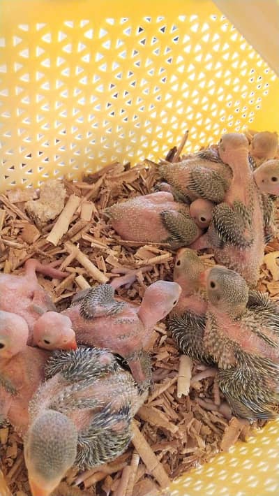 Healthy Green Ringneck Chicks Available for Sale (Home Bred)